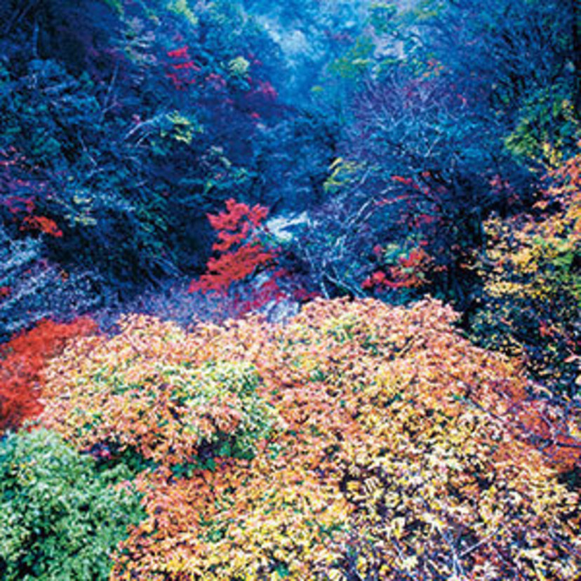 おとなの風物詩 大分県の秋景色