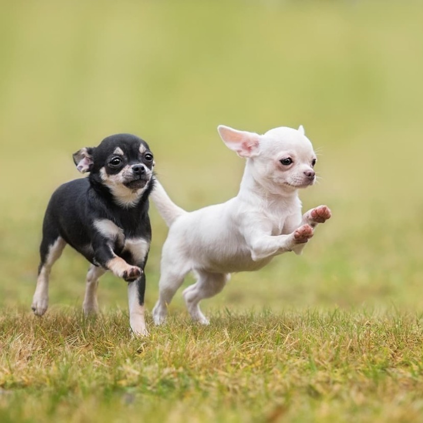 チワワグッズのプレゼントおすすめ16選｜チワワを飼っている方や犬好きの方へ！