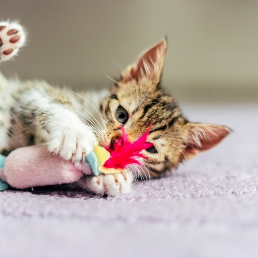 猫用おもちゃおすすめ15選｜猫ちゃんの運動不足解消やコミュニケーションに！