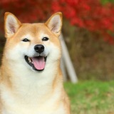 人気の柴犬グッズ19選｜柴犬好きさんが喜ぶとびっきりキュートなアイテム！