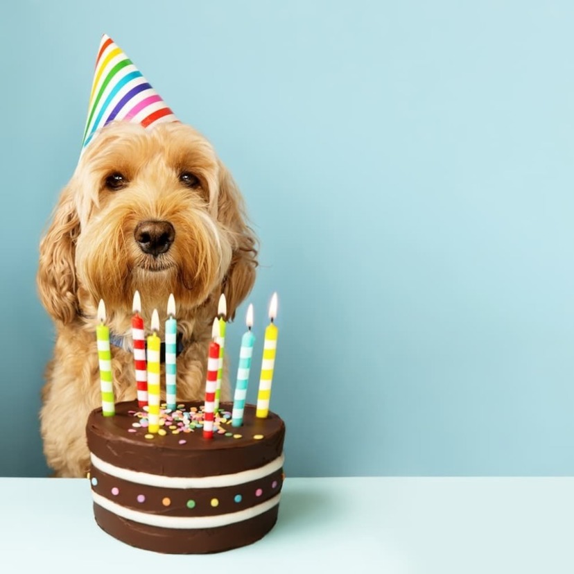 犬用ケーキのおすすめ15選｜誕生日や記念日に｜無添加素材＆肉のケーキも！