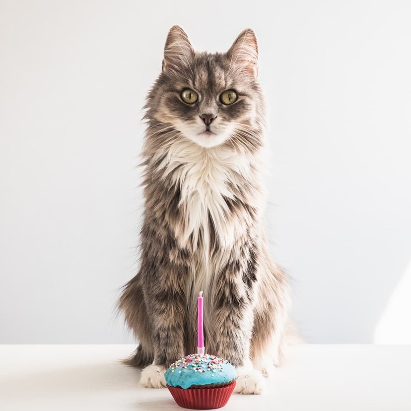猫用ケーキのおすすめ9選｜誕生日や記念日を盛り上げる安全無添加ケーキ！