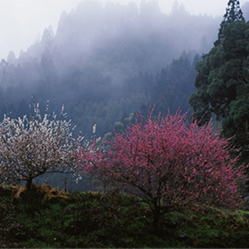 おとなの風物詩 大分県日田市の春景色