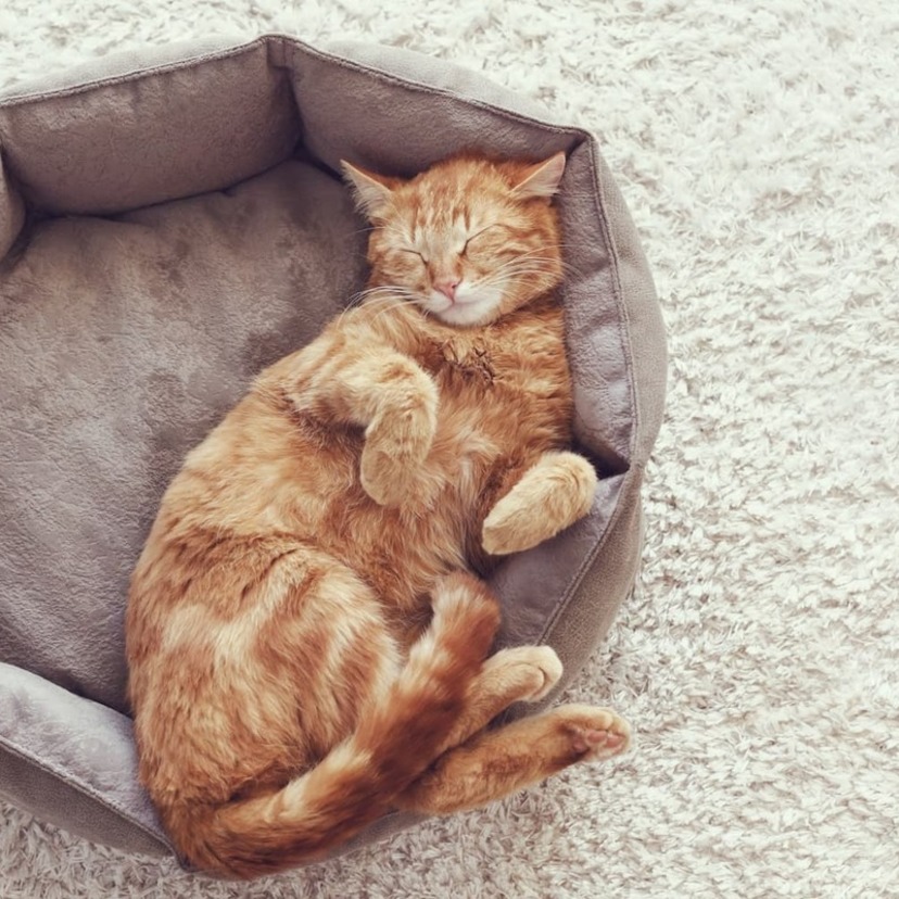 猫用ベッドおすすめ18選｜猫が快適に過ごせる人気ベッドを季節別に厳選！