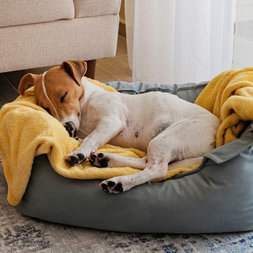 犬用ベッドおすすめ13選｜使う季節に合わせてタイプや形・機能を選ぶ！