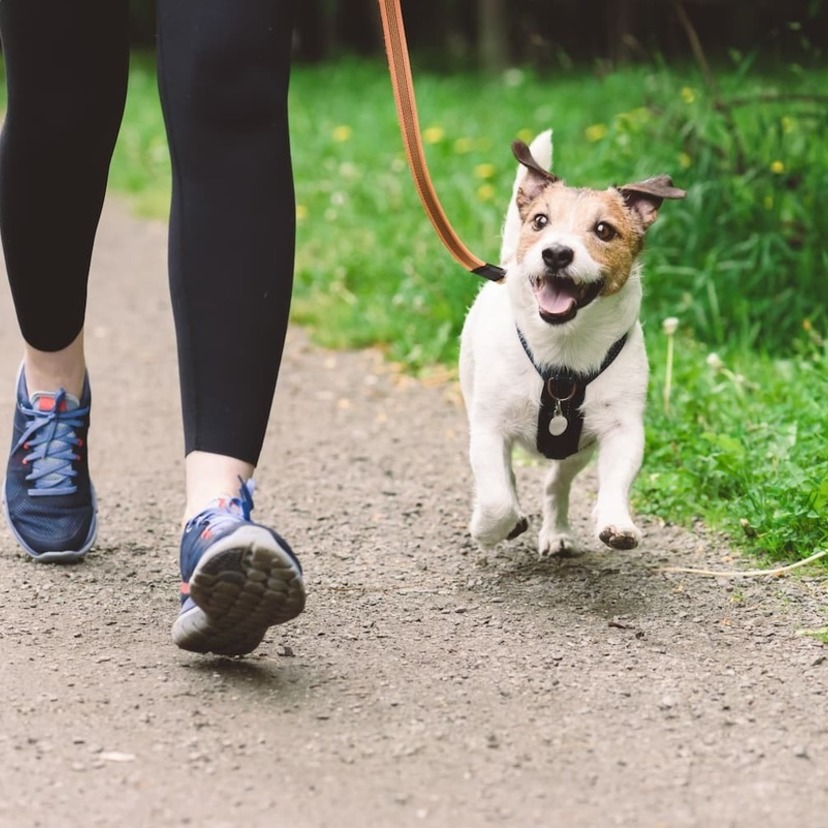 犬の散歩グッズおすすめ15選｜おしゃれで便利なアイテム｜シニア犬の介護用品も！