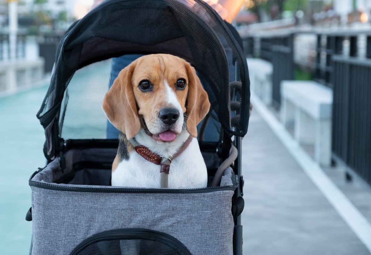 犬用ペットカートのおすすめ12選｜小型犬に人気のバギーやベビーカータイプも！ | ぐらんざ