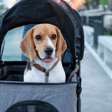 犬用ペットカートのおすすめ12選｜小型犬に人気のバギーやベビーカータイプも！