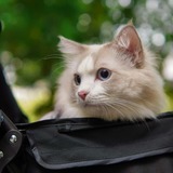 ［2025年版］猫用ペットカート7選｜愛猫との外出に便利なアイテムを厳選紹介