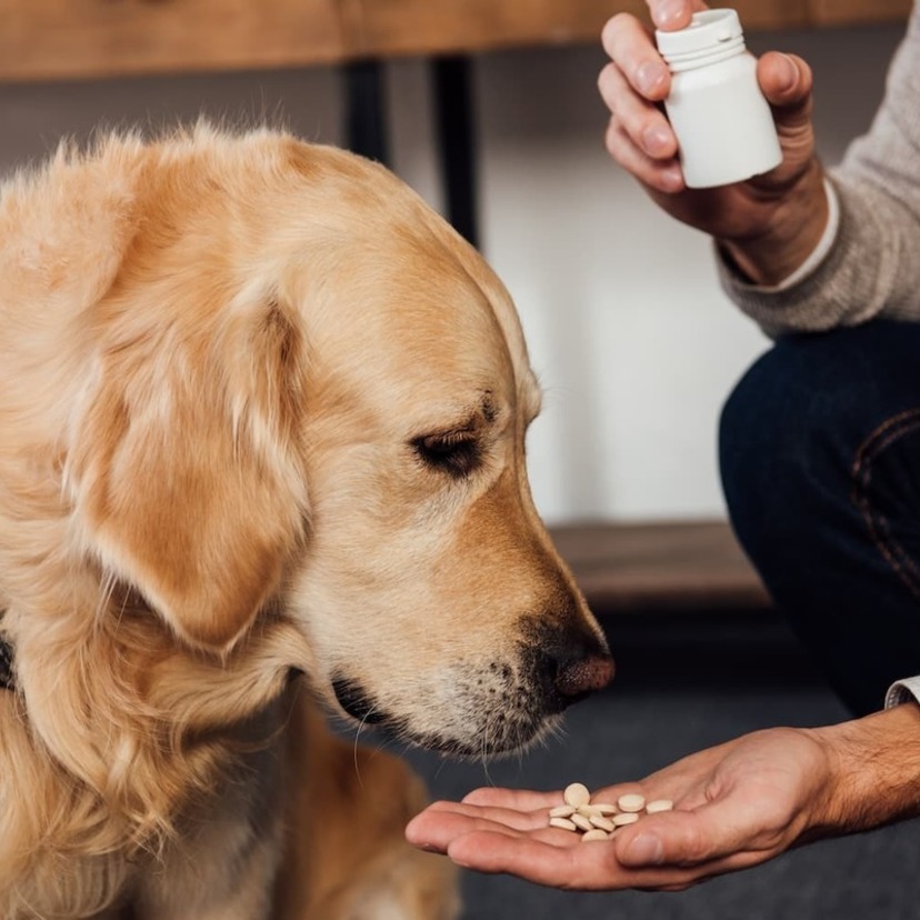 犬用サプリメントおすすめ11選｜愛犬の健康をサポート！選び方や注意点も解説