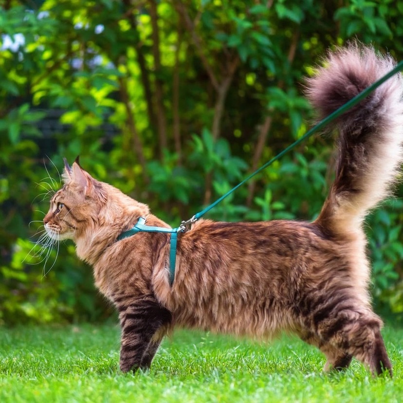 猫用リード・ハーネスのおすすめ9選｜一緒に快適な通院やお散歩を！