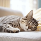 ［2025年版］猫用ソファおすすめ13選｜愛猫がくつろげるアイテムを厳選紹介