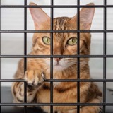 ［2025年版］猫用のゲートおすすめ10選｜玄関や窓につける脱走防止用の柵やフェンスを紹介