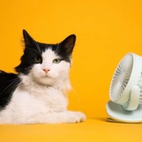 ［2025年版］猫向け熱中症対策グッズ8選｜マットやウェアなどおすすめアイテムを厳選紹介