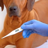 ［2025年版］犬向け熱中症対策グッズ11選｜マットやブランケットなどおすすめアイテムを厳選紹介