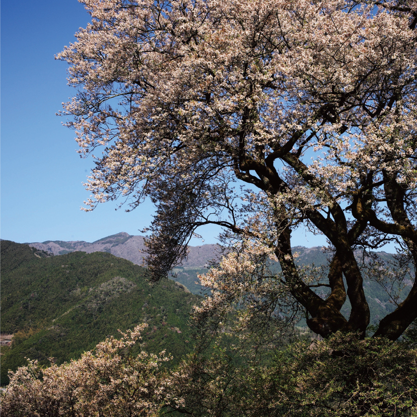おとなの風物詩 高知県仁淀川のひょうたん桜