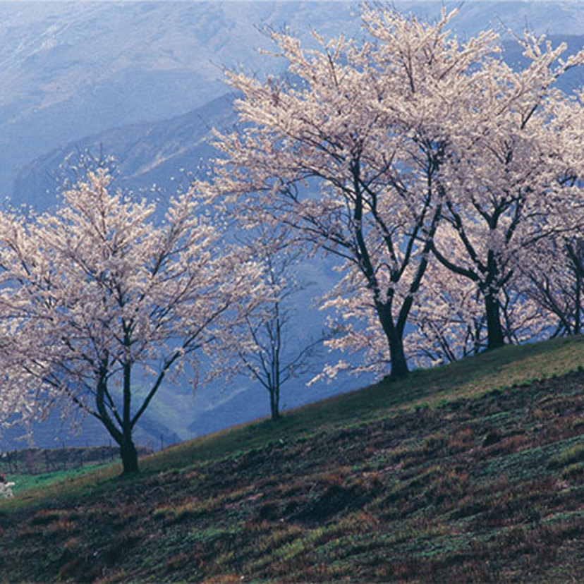 おとなの風物詩　水と桜の名所も点在する阿蘇