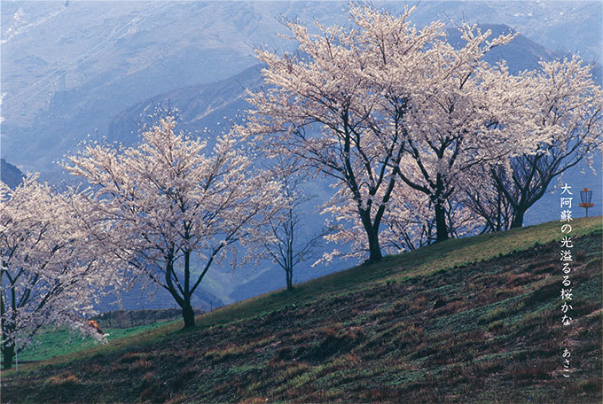 おとなの風物詩 水と桜の名所も点在する阿蘇 ぐらんざ