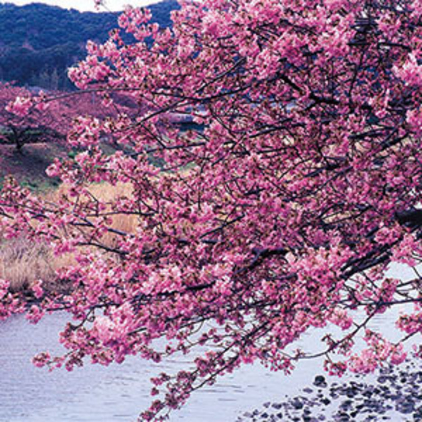 おとなの風物詩 河津桜のふるさと河津町は見どころいっぱい